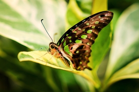 停歇在绿叶上的尾松鸦蝴蝶图片